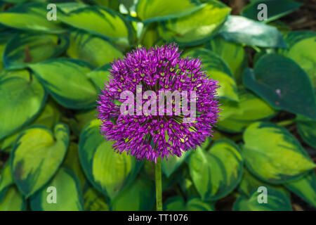 Gemeinsame Gartenblume Stockfoto