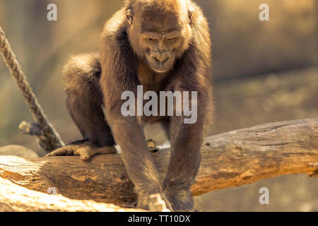 Junge Gorilla in der Sonne. Stockfoto