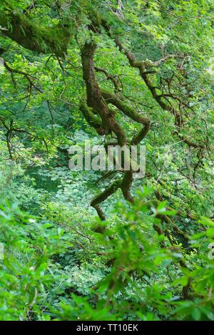 Intime Landschaft von grünen Sommer Laub der Eiche Woodland Canopy in Holne Woods. Dartmoor, Devon, Großbritannien. Stockfoto