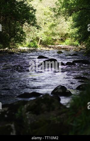 Suchen entlang des Flusses Dart durch Holne Woods fließt. Nationalpark Dartmoor, Devon, Großbritannien. Stockfoto