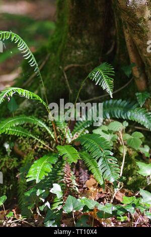 Harte Farn oder Hirsche Farn, (Blechnum spicant) wachsen auf den Waldboden durch einen Baumstamm. Hembury Woods, Dartmoor, Devon, Großbritannien. Stockfoto