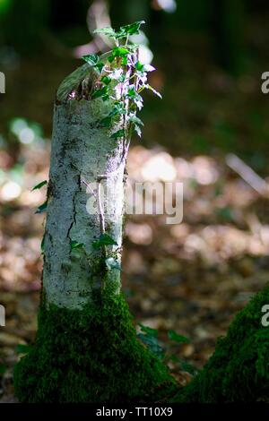Efeu (Hedera helix) Klettern einen Faulenden stumpf Hänge-birke (Betula pendula) auf den Moosigen Waldboden in Dappled Licht. Holne Woods, Dartmoor, Devon. Stockfoto