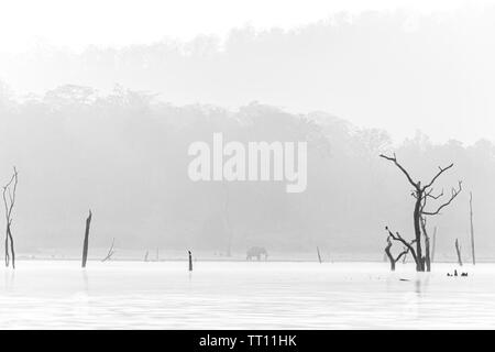 Elefant-Scape Stockfoto