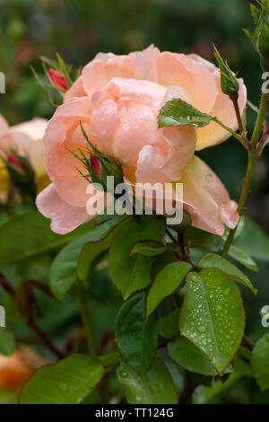 Nahaufnahme einer Aprikosenrose namens Rosa the Lark Ascending von David Austin nach einem Regenschauer, England, Großbritannien Stockfoto