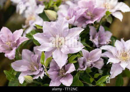 Nahaufnahme des Zwergs Clematis filigrane Blüte in einem englischen Garten, England, Großbritannien Stockfoto