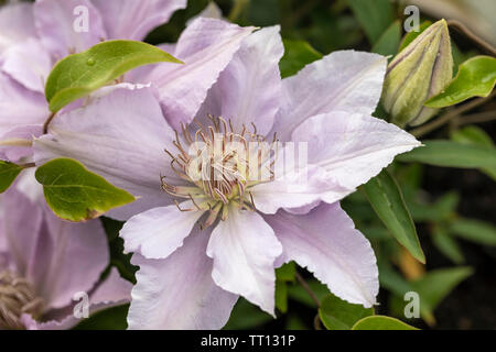 Nahaufnahme des Zwergs Clematis filigrane Blüte in einem englischen Garten, England, Großbritannien Stockfoto