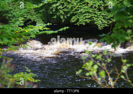 Rapids am Ufer des Flusses Dart fließt durch Hembury Holz auf einem späten Sommer am Nachmittag. Buckfastleigh, Dartmoor, Devon, Großbritannien. Stockfoto