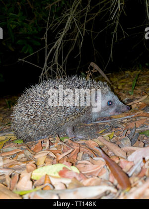 Eine schöne Igel suchen nach Essen in die kühle Luft der Nacht Stockfoto