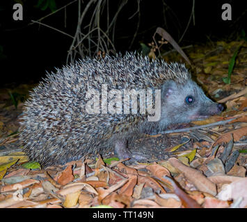 Eine schöne Igel suchen nach Essen in die kühle Luft der Nacht Stockfoto