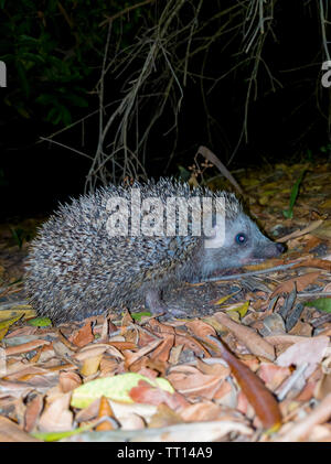 Eine schöne Igel suchen nach Essen in die kühle Luft der Nacht Stockfoto