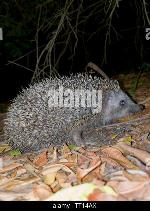 Eine schöne Igel suchen nach Essen in die kühle Luft der Nacht Stockfoto