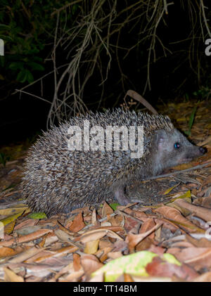 Eine schöne Igel suchen nach Essen in die kühle Luft der Nacht Stockfoto