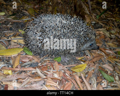 Eine schöne Igel suchen nach Essen in die kühle Luft der Nacht Stockfoto