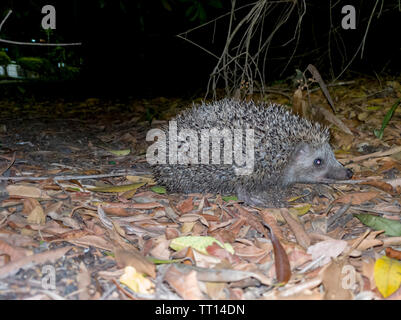 Eine schöne Igel suchen nach Essen in die kühle Luft der Nacht Stockfoto