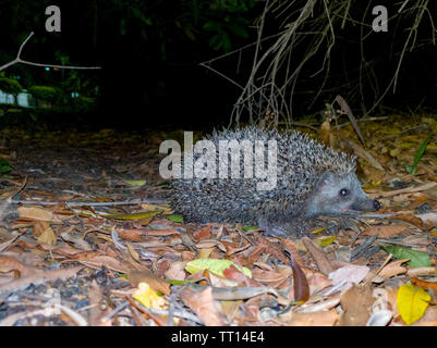 Eine schöne Igel suchen nach Essen in die kühle Luft der Nacht Stockfoto