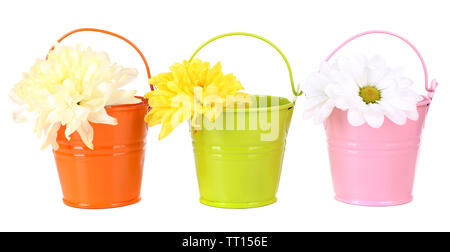 Schöne chrysanthemum Blumen im Eimer isoliert auf weißem Stockfoto