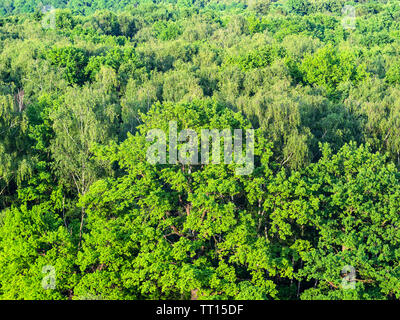 Luftaufnahme von Eiche Baum im grünen Wald im sonnigen Sommertag Stockfoto