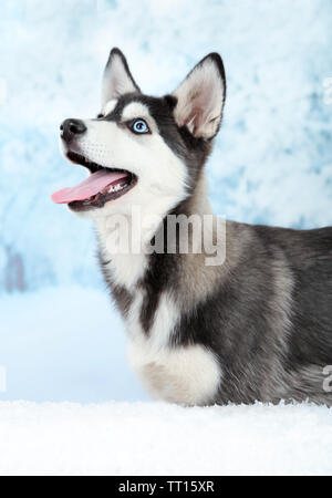 Beautiful Husky Welpen im Winter Hintergrund Stockfoto