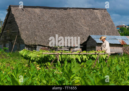 Tabak Bauer Arbeiten in seinem Gebiet vor der Trocknung Haus (secadero) im Tal von Vinales, Vinales, Provinz Pinar del Rio, Kuba, Karibik Stockfoto