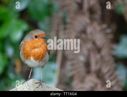 Eine Nahaufnahme der europäischen Red Robin auf einem hölzernen Pfosten vor einem Baum. Stockfoto