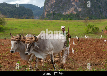 Landwirt mit einem Ochsen gezogenen hölzerner Pflug, die in den grünen Feldern der Tal von Vinales, Vinales, Provinz Pinar del Rio, Kuba, Karibik Stockfoto