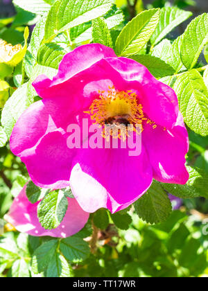 Biene sammelt Pollen von den gelben Staubgefäßen der rosa Blüte des Hundes Rosenbusch in sonniger Frühlingstag Stockfoto