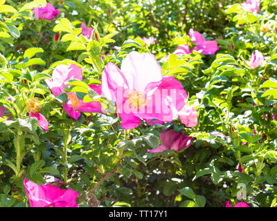 Rosa Blüten von Dog Rose auf grüne Büsche in sonniger Frühlingstag Stockfoto