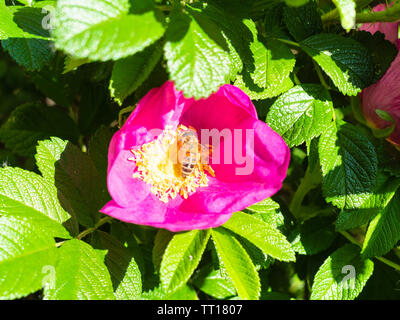 Biene sammelt Pollen von den gelben Staubgefäßen von rosa Blume des Hundes Rosenbusch in sonniger Frühlingstag Stockfoto