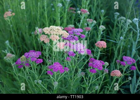 Mehrfarbige schafgarbe Blume im Garten wächst. Stockfoto