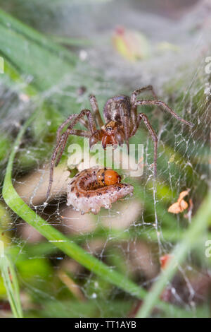 Funnel-Web spider, Agelena labyrinthica, verfing sich eine Raupe in ihrer Web Stockfoto