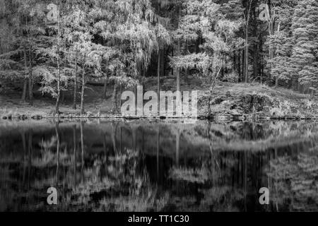 Infra Red monochromen Bild von Reflexionen in Blea Tarn im Lake District, England auf einem noch und sonnigen Herbsttag Stockfoto