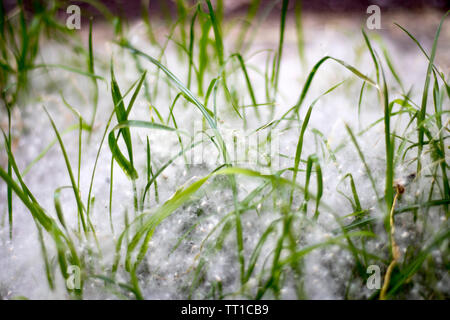 Die Pappel starkes Allergen liegt auf dem Gras auf dem Boden im Sommer an einem sonnigen Tag Stockfoto