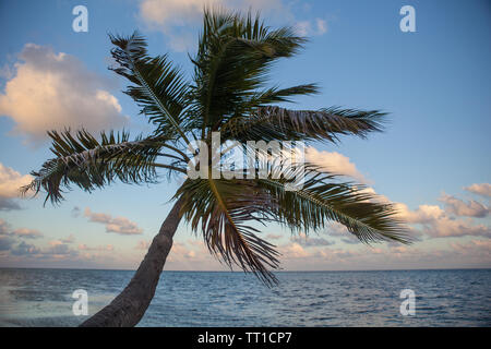 Eine Palme wächst auf einer abgelegenen Insel im Karibischen Meer vor der Küste von Belize. Dieser Bereich ist Teil des mesoamerikanischen Barrier Reef. Stockfoto