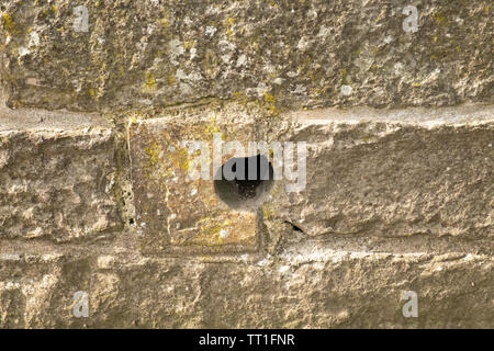 Entwässerung Loch in der Steinmauer, Holyrood Park, Edinburgh, Schottland Stockfoto
