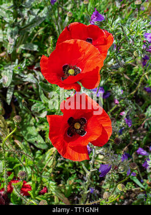 Gemeinsame Blumen Mohn (Papaver rhoeas), blühende mit Sonnenlicht, mit grünen Vegetation Hintergrund Stockfoto