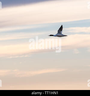 Gemeinsame merganser Männlich, Mergus Merganser, durch einen farbigen Himmel von Twilight Zeit fliegen Stockfoto