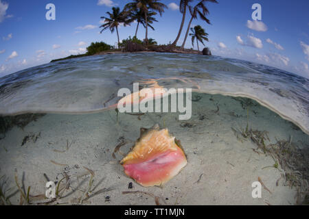 Ein Queen Conch Shell liegt in der Nähe einer Insel im Karibischen Meer vor der Küste von Belize unter Wasser. Dieser Bereich ist Teil des mesoamerikanischen Barrier Reef. Stockfoto