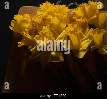 Bündel von gelben Narzisse Blumen gegen einen dunklen Hintergrund drinnen im Februar. Stockfoto