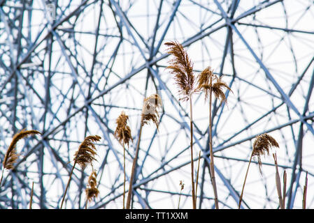 Reed schwingen in Wind auf Helene Insel mit der Biosphäre Hintergrund in Montreal Stockfoto