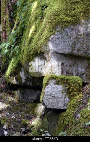 Foto von einem großen Felsbrocken im dicken grünen Moos bedeckt Stockfoto