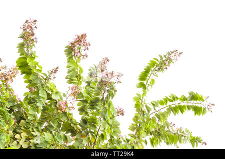 Blühender Zweig der Bauhinia Baum auf dem weißen Hintergrund isoliert Stockfoto