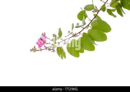 Blühender Zweig der Bauhinia Baum auf dem weißen Hintergrund isoliert Stockfoto