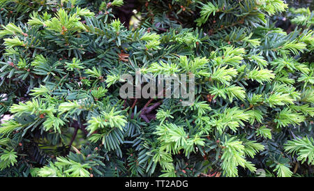 Nahaufnahme der Tannenbaum mit Blättern in hellen Grün sowie dunkleren Farbtönen. Stockfoto