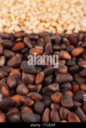 Cedar Pinienkerne, Nahaufnahme Stockfoto