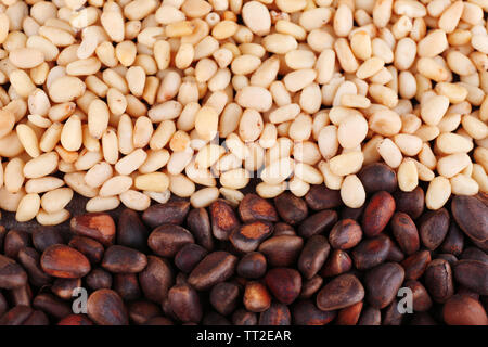 Cedar Pinienkerne, Nahaufnahme Stockfoto