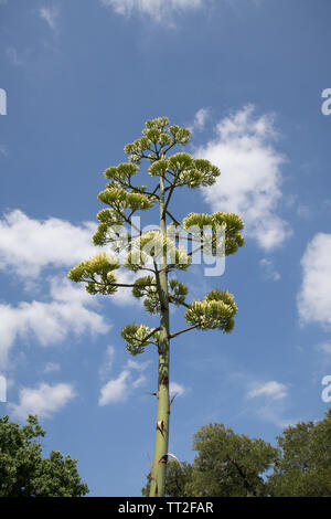 Agave cactus Blume in voller Blüte. Stockfoto
