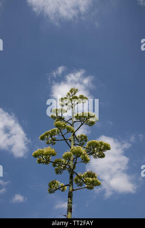 Agave cactus Blume in voller Blüte. Stockfoto