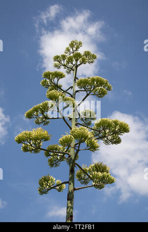 Agave cactus Blume in voller Blüte. Stockfoto