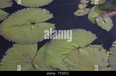 Große Lily Pads schwimmend auf dunklen, noch Wasser Stockfoto