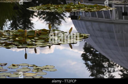 Die Bronx, New York/USA - 13. August 2017: Reflexion der Enid A. Haupt Wintergarten im Wasser von Lily Pads gerahmt Stockfoto